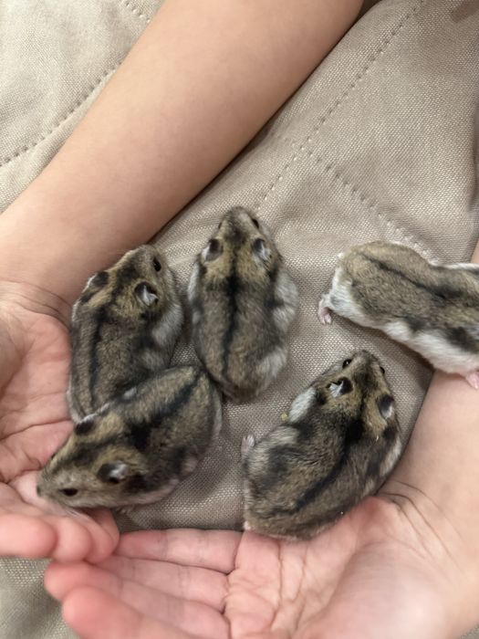 Джунгарские хомячки