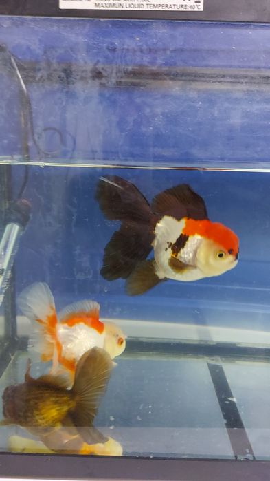 Carasi oranda!!!