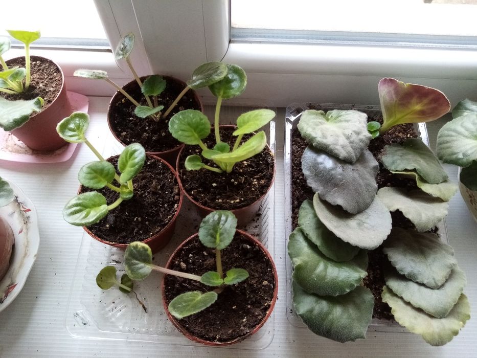 Фиалки маленькие