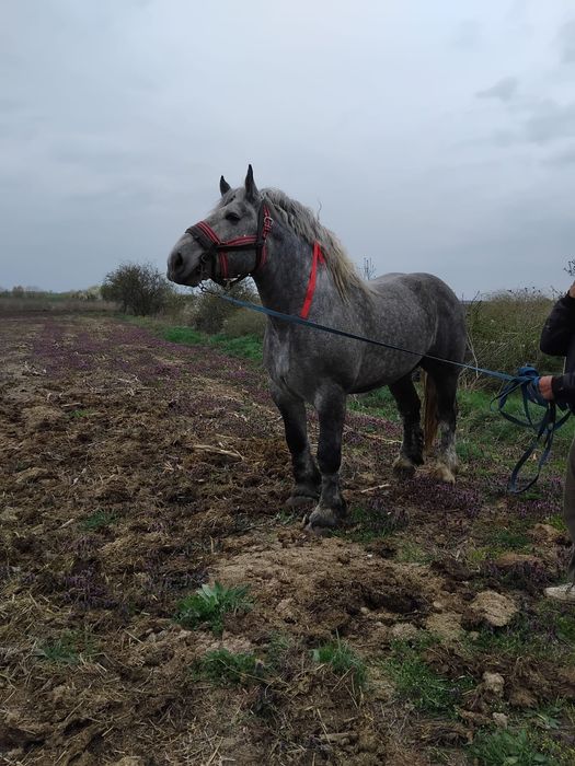 Armăsar percheron