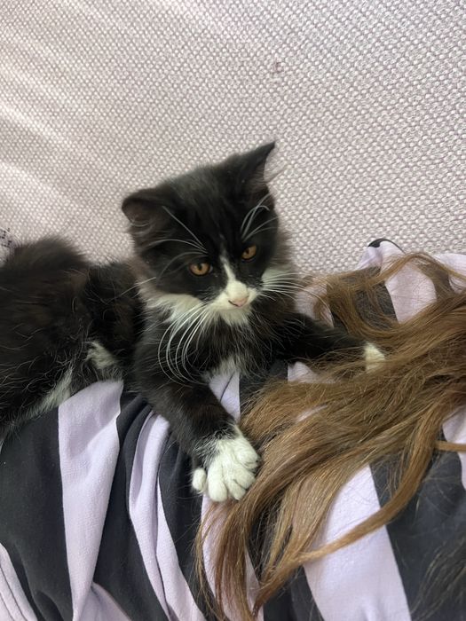 Котенок мальчик в добрые руки