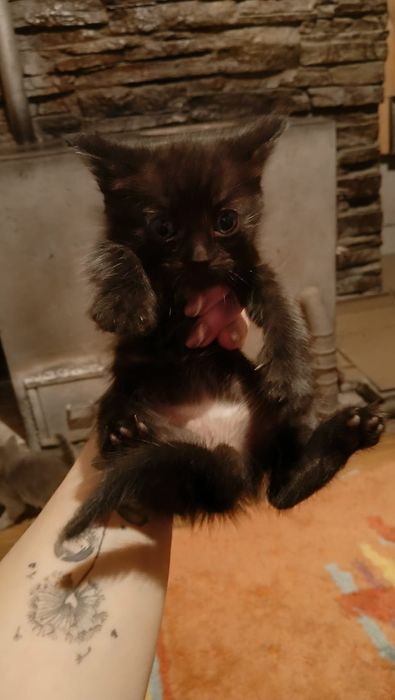 Отдам котят в добрые руки