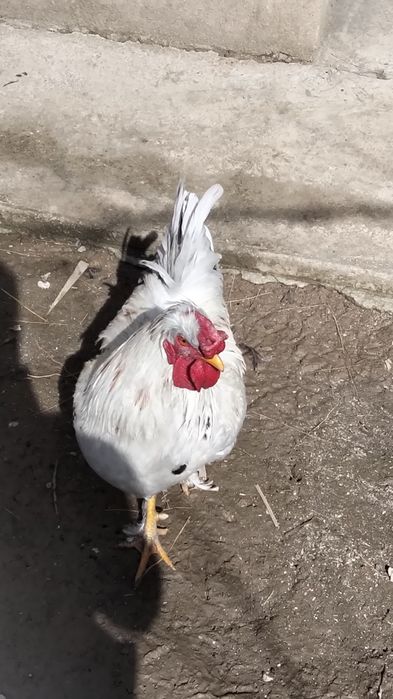 Хохлатая қораз сатылады