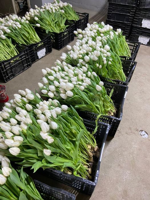 Продам тюльпаны оптом или в розницу