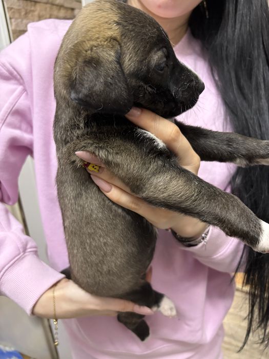 Малки кученца. Подаряват се!