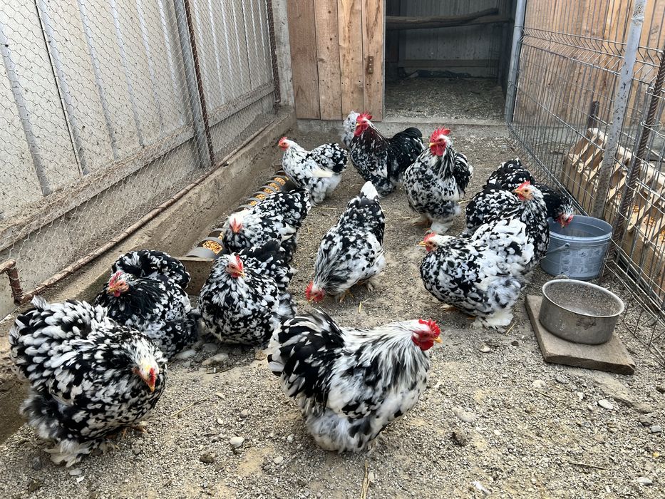 Oua de incubat colchinchina pitic