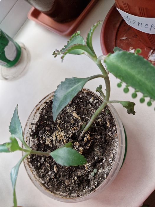 Цветы комнатные разные