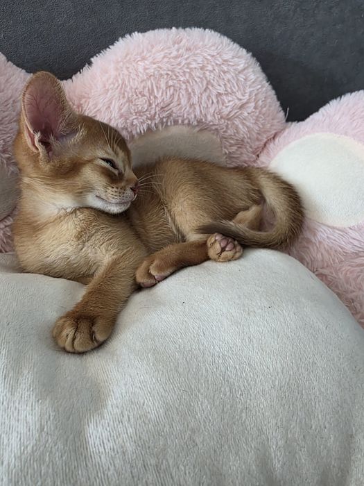 Абиссинские котята