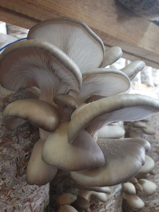 Compost ciuperci pleurotus