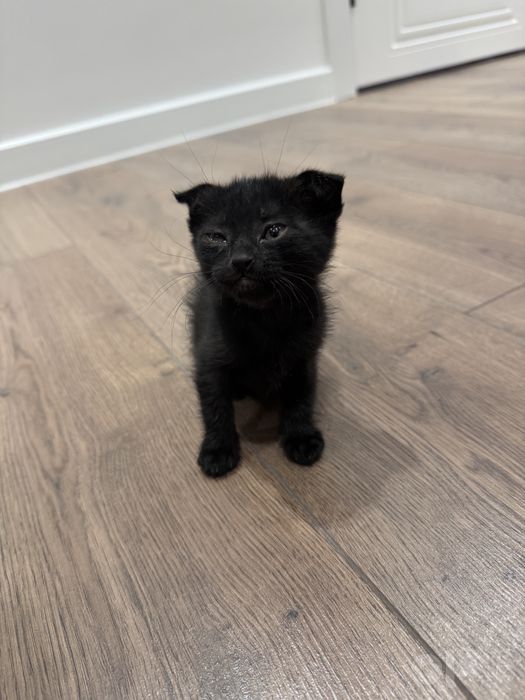 Кошка бесплатно Скоттиш фолд
