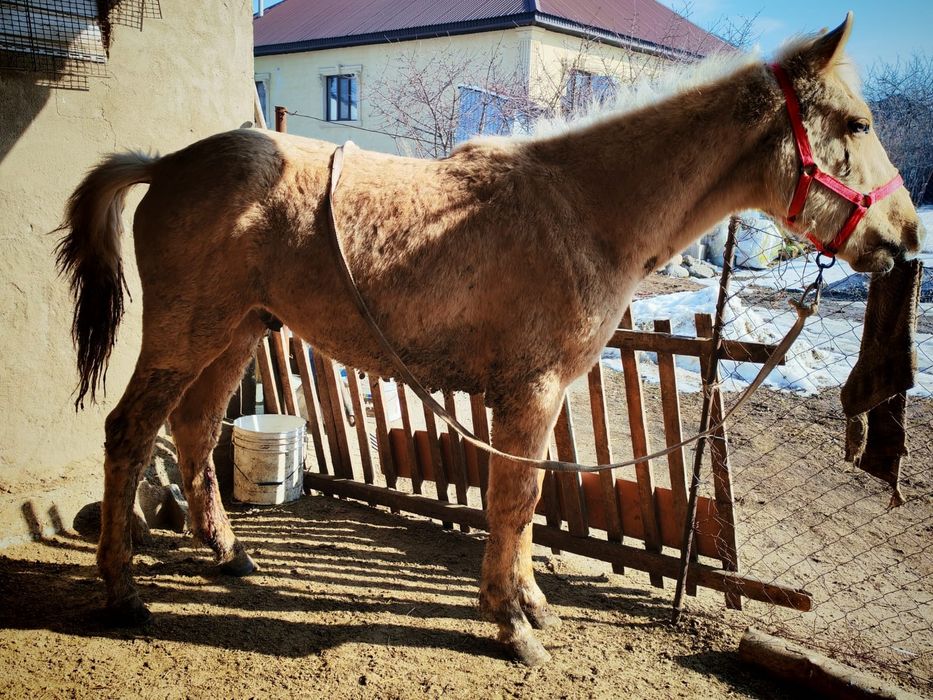 Тай,жылқы,Жабағы,Құнан.Конь, Лошадь,Жеребец