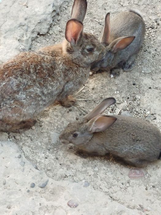 К,уенлар сотилади