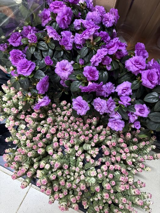 Цветы на 8 марта