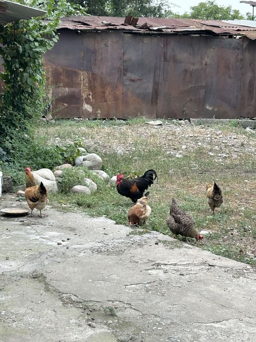 Продам семейку Петух и 6 кур.