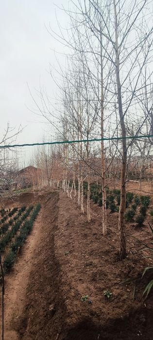 Oq terak     BERIYOZA