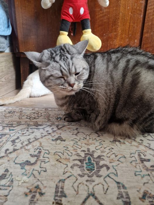 Найдена домашний кот