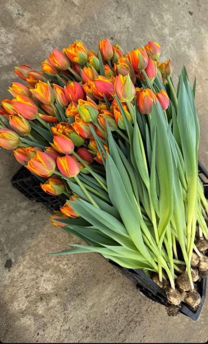 Тюльпаны оптом по Казахстану |от 360