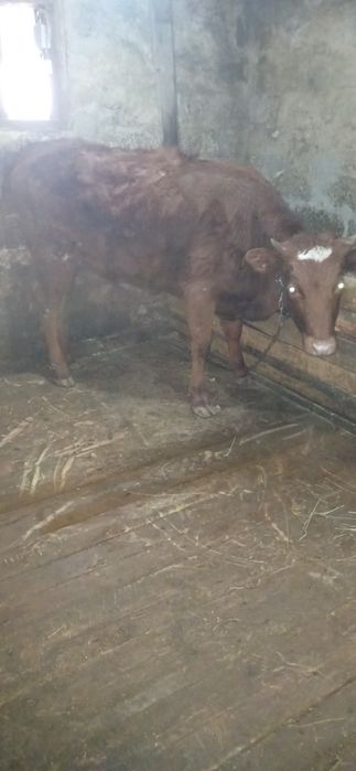 Продам тёлку 11 месяцев