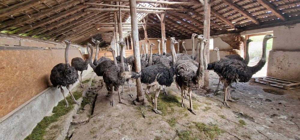 Vand pui Struti de 12-14 saptamani