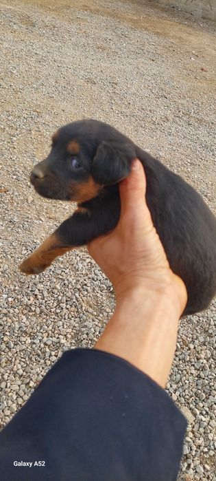 Щенок ягдтерер сатылады