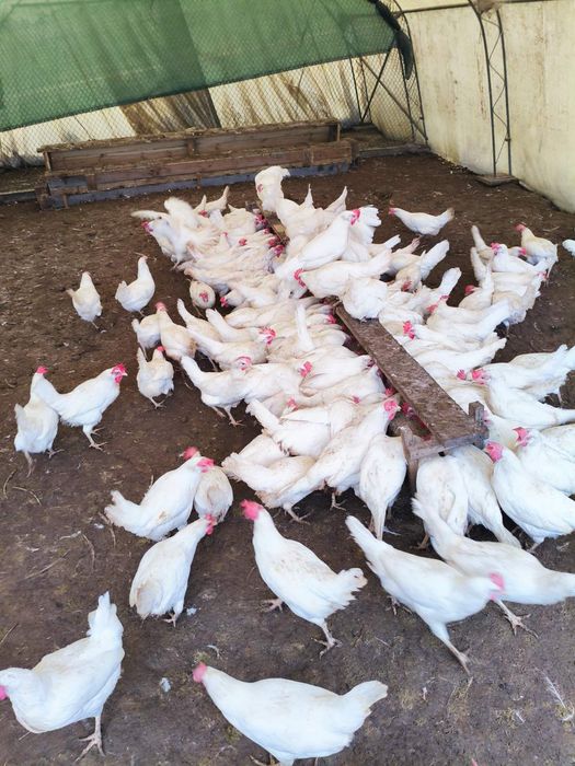 Продавам кокошки носачки