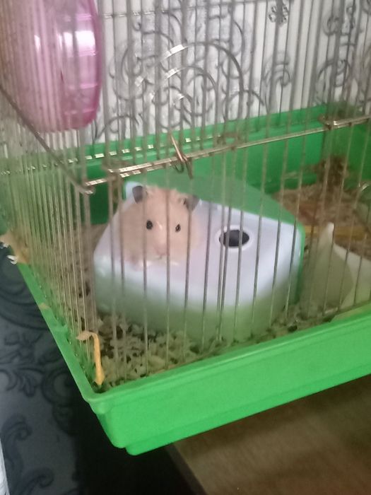 Продам Хомяков не дорого