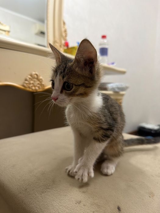 Отдам котенка в добрые руки