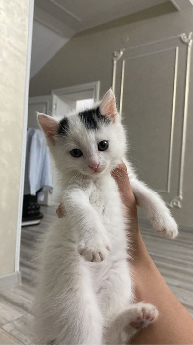 Котенок домашняя.