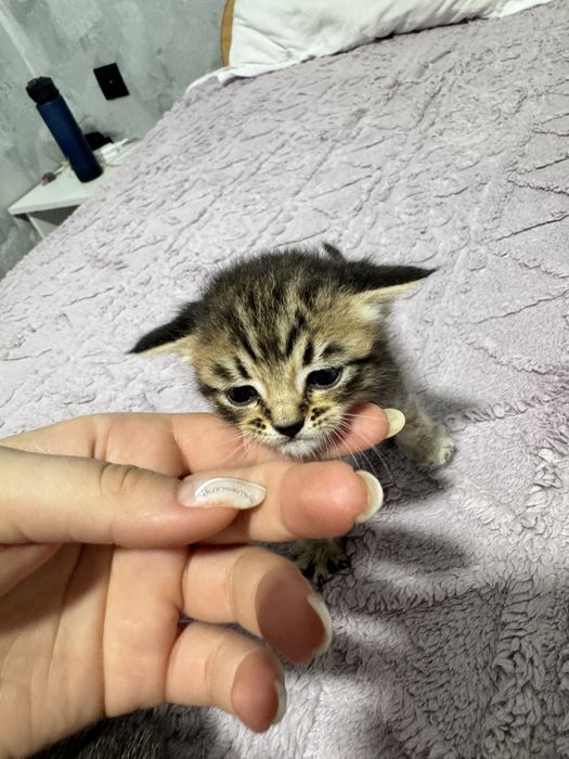 Котёнок вислоухий