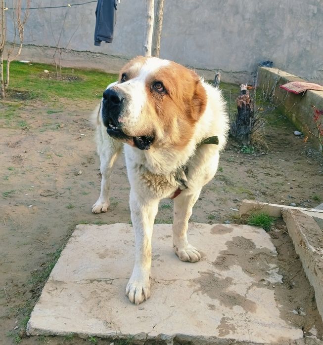 Продается  кипич