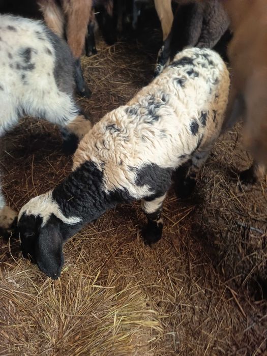 Vând oi fătate cu miei