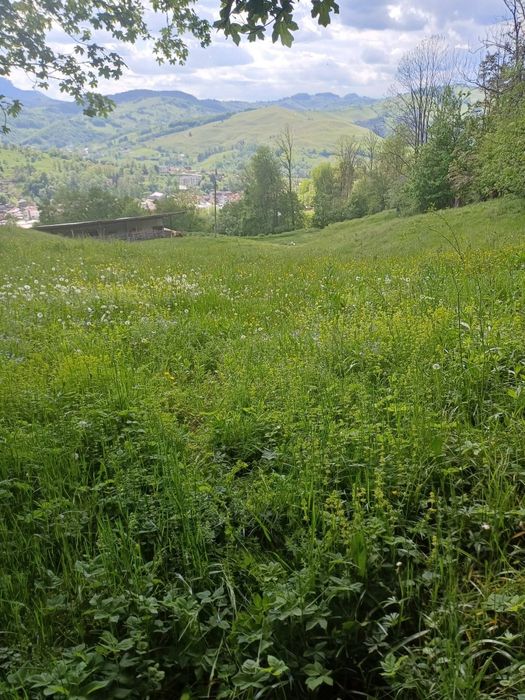 Teren de vanzare in Abrud jud Alba