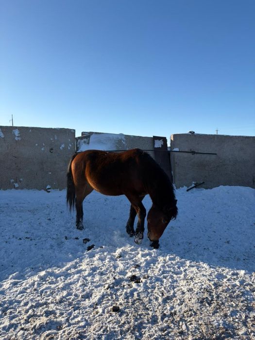 Айғыр / Жеребец продаю