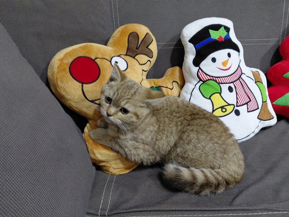 Британско късокосменно