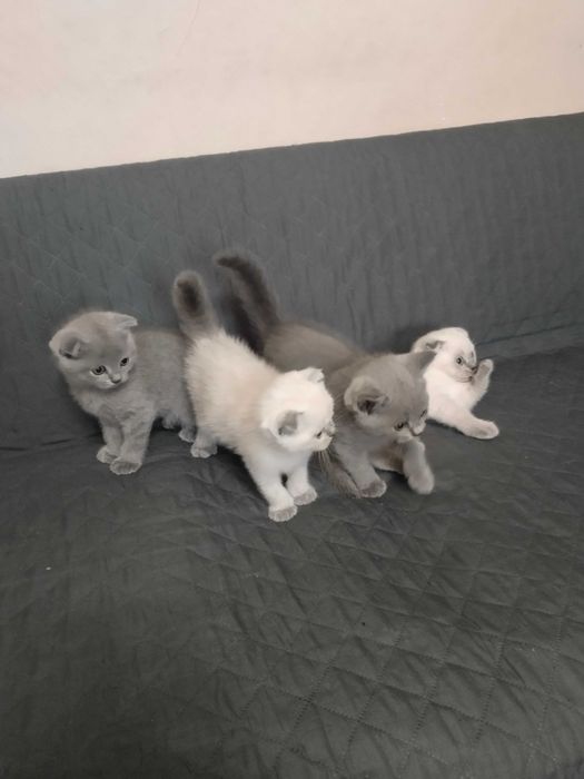 Шотландски клепоухи котета