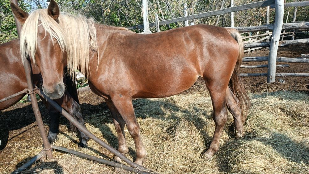 Продам кобылку 2,5 года