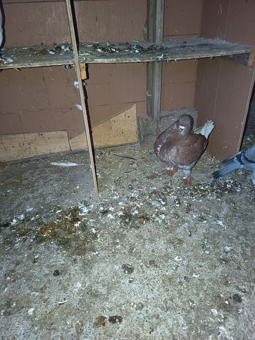 Porumbei diferite rase