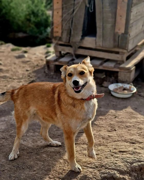 Шкода из приюта "Хвостатый Рай"