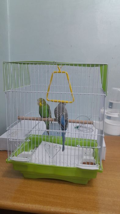 Папугай с клеткой