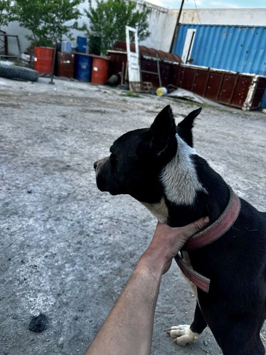 zotdor staffer sotiladi