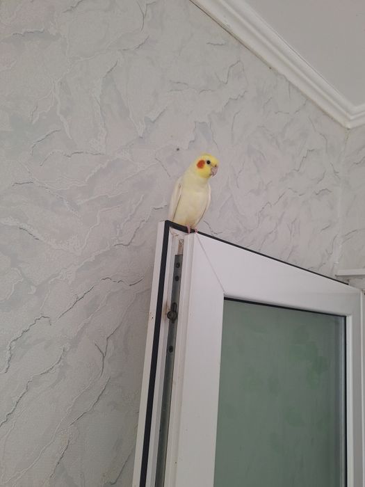 Попугай корелла  говорящий