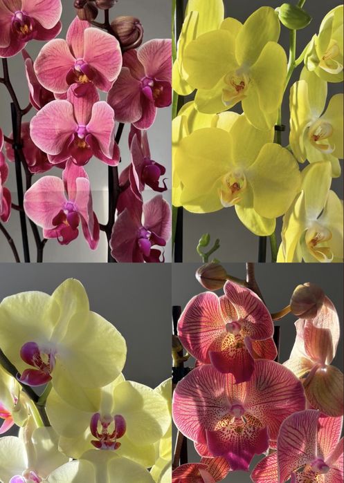 Орхидеи 70 см! На 8 марта! Нидерланды