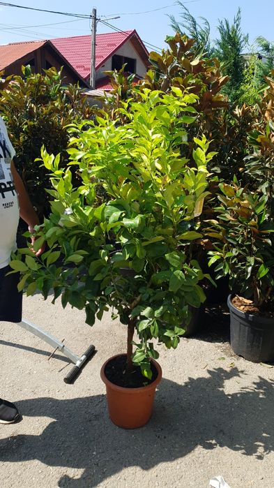 Leandru. lămâi. mandarin. hortensia  palmieri