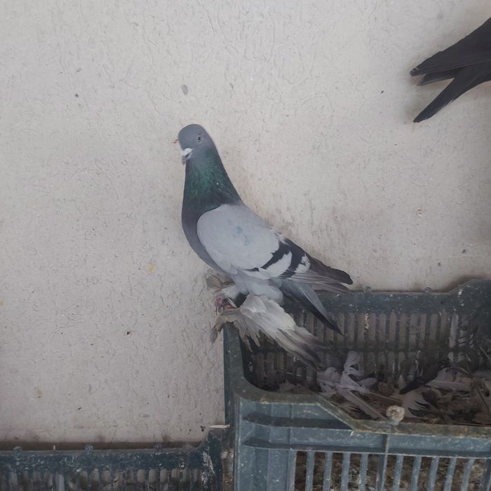 Сизи самец лет игра тягом