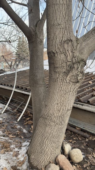 Продам орех под спил