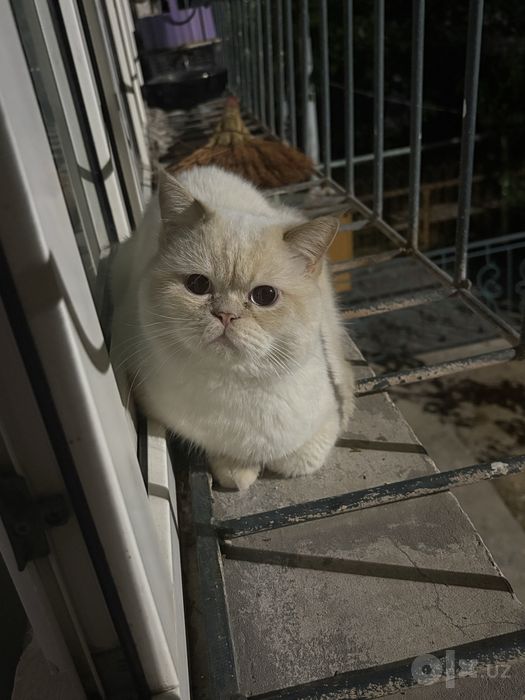 Продается кот британец+экзот