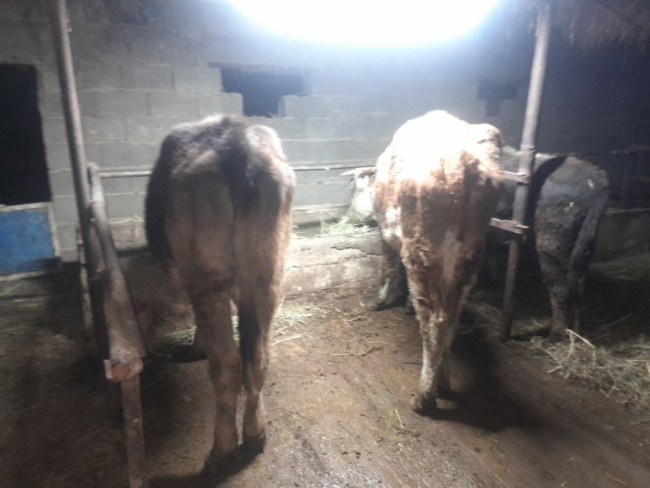 1 бұқа 2 сиыр. бычок 2 коровы