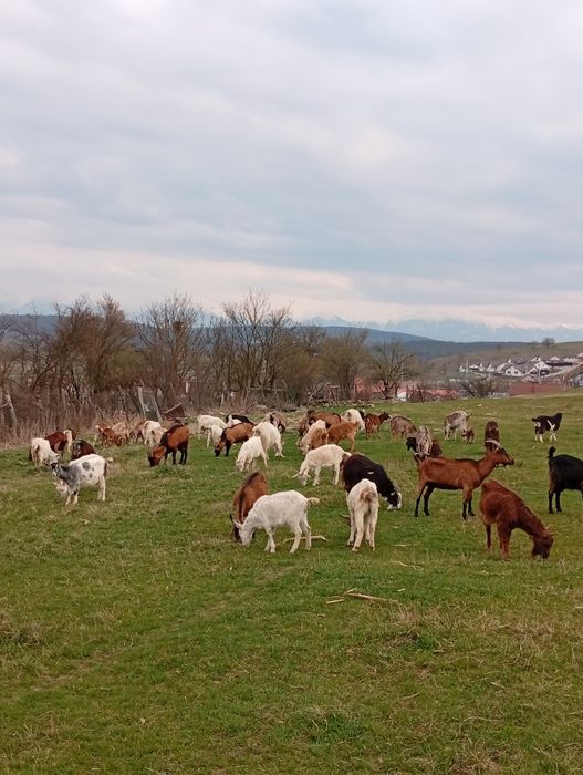 Capre de vânzare cu lapte și iede de anu trecut