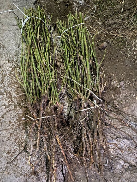 Цветы гулдер бар