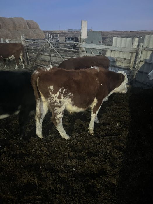 Продам бычков подсоные